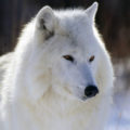 Profile picture of Spiritwolf
